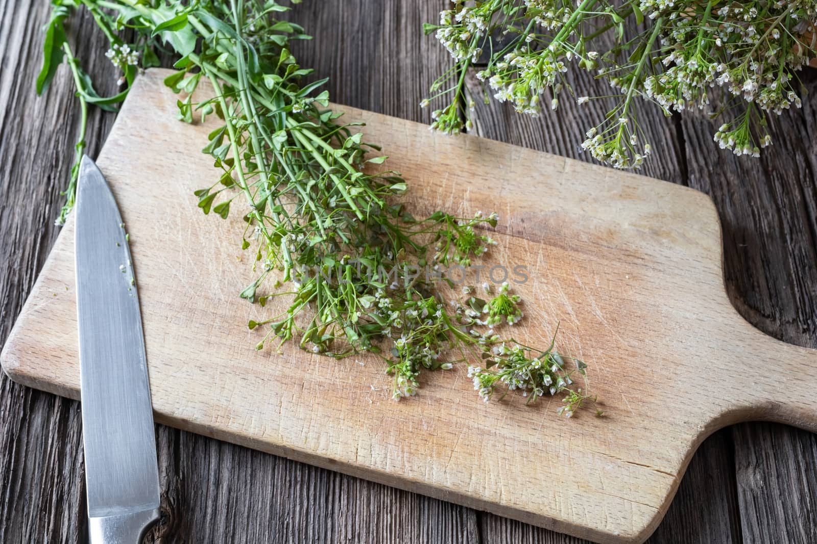 Cutting shepherd's purse twigs to prepare tincture by madeleine_steinbach