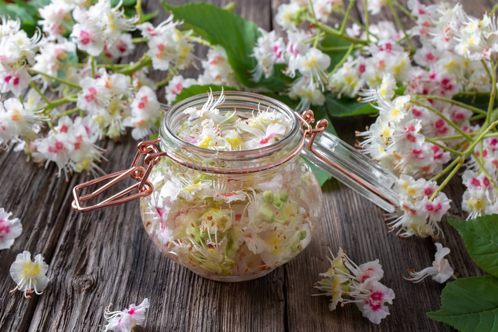 Preparation of tincture from horse chestnut blossoms by madeleine_steinbach