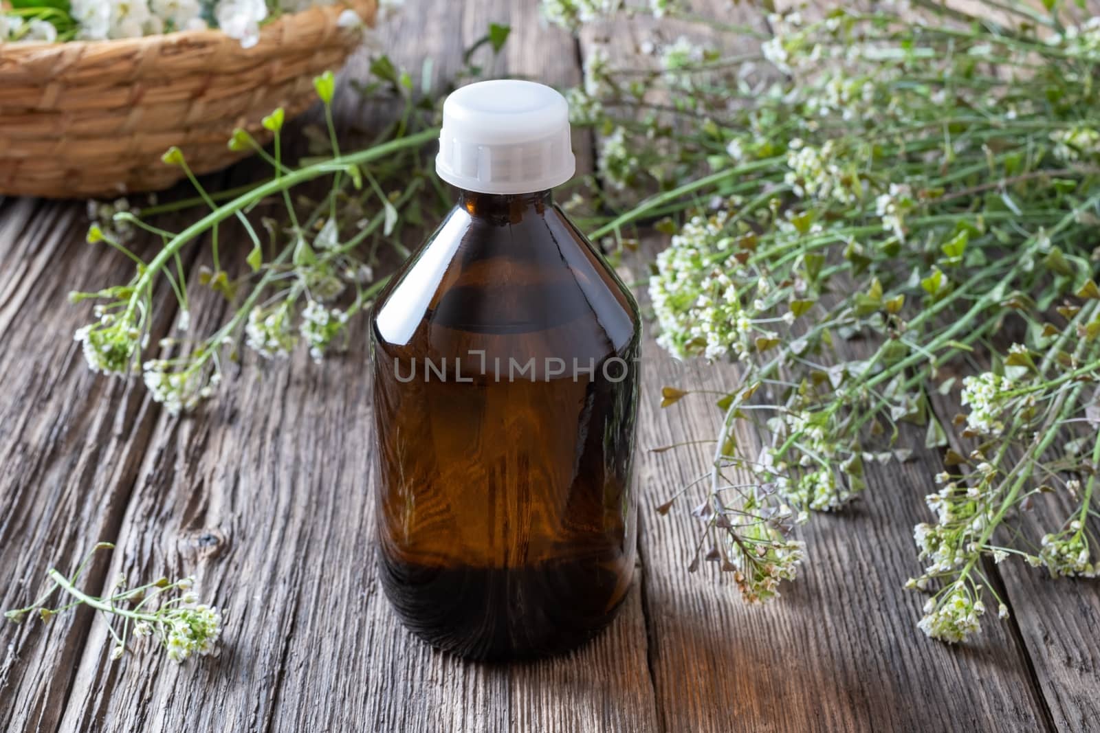 A bottle of herbal tincture with fresh shepherd's purse twigs
