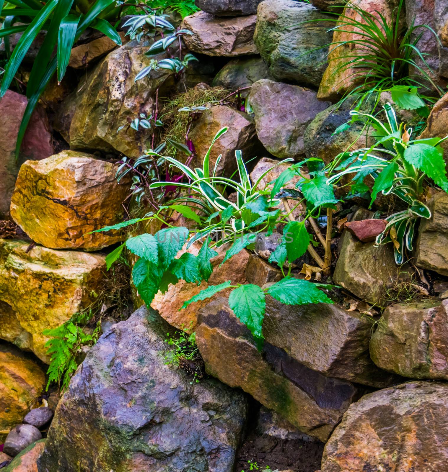 pile of big rocks in a tropical garden, backyard decorations, nature background by charlottebleijenberg