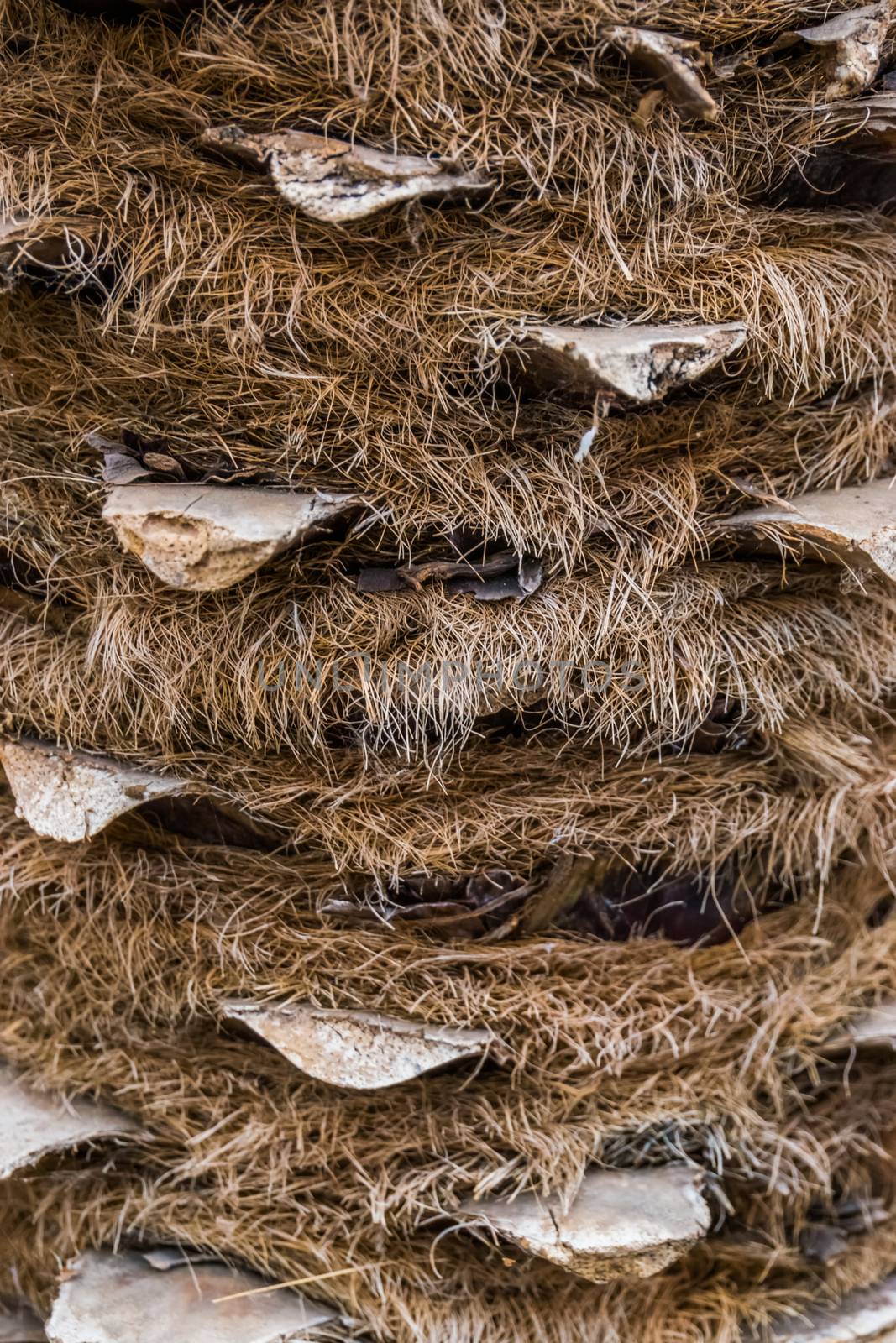 macro closeup of a hairy palm tree trunk, popular tropical tree, nature pattern background by charlottebleijenberg