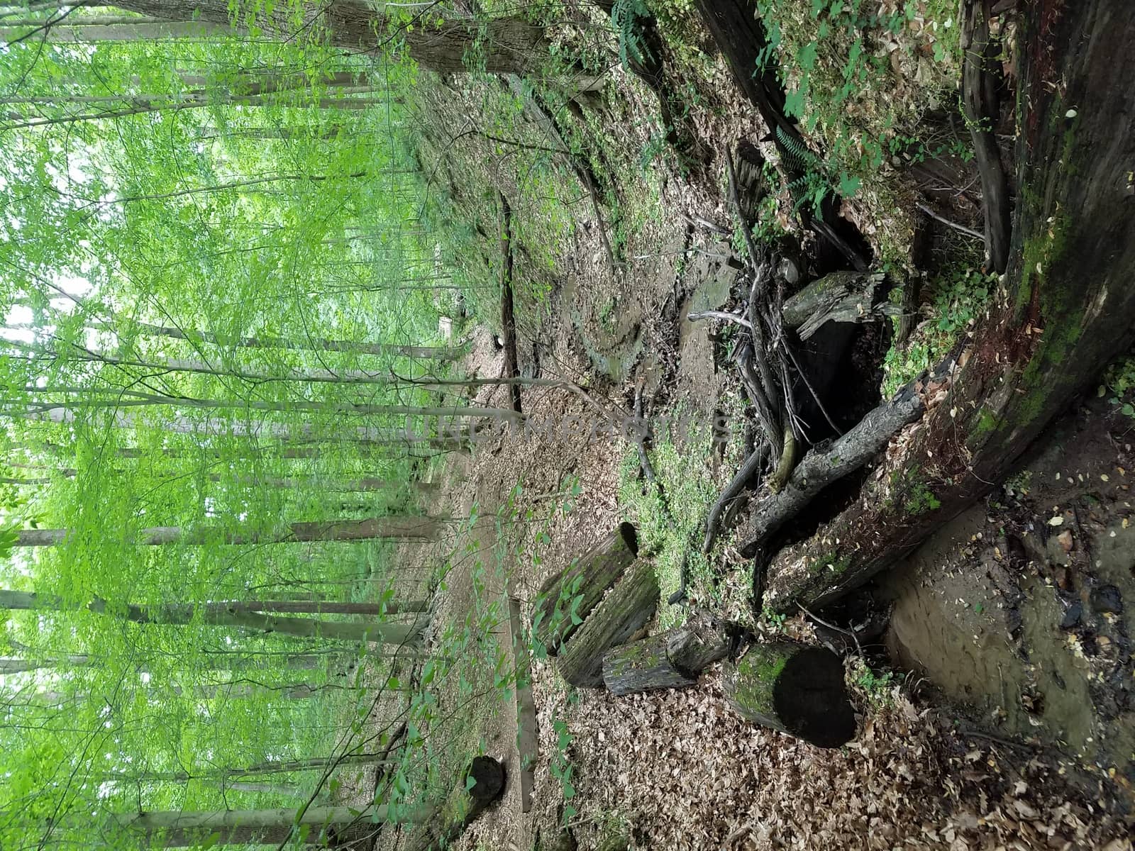 water in stream in woods or forest with logs and tree trunks by stockphotofan1