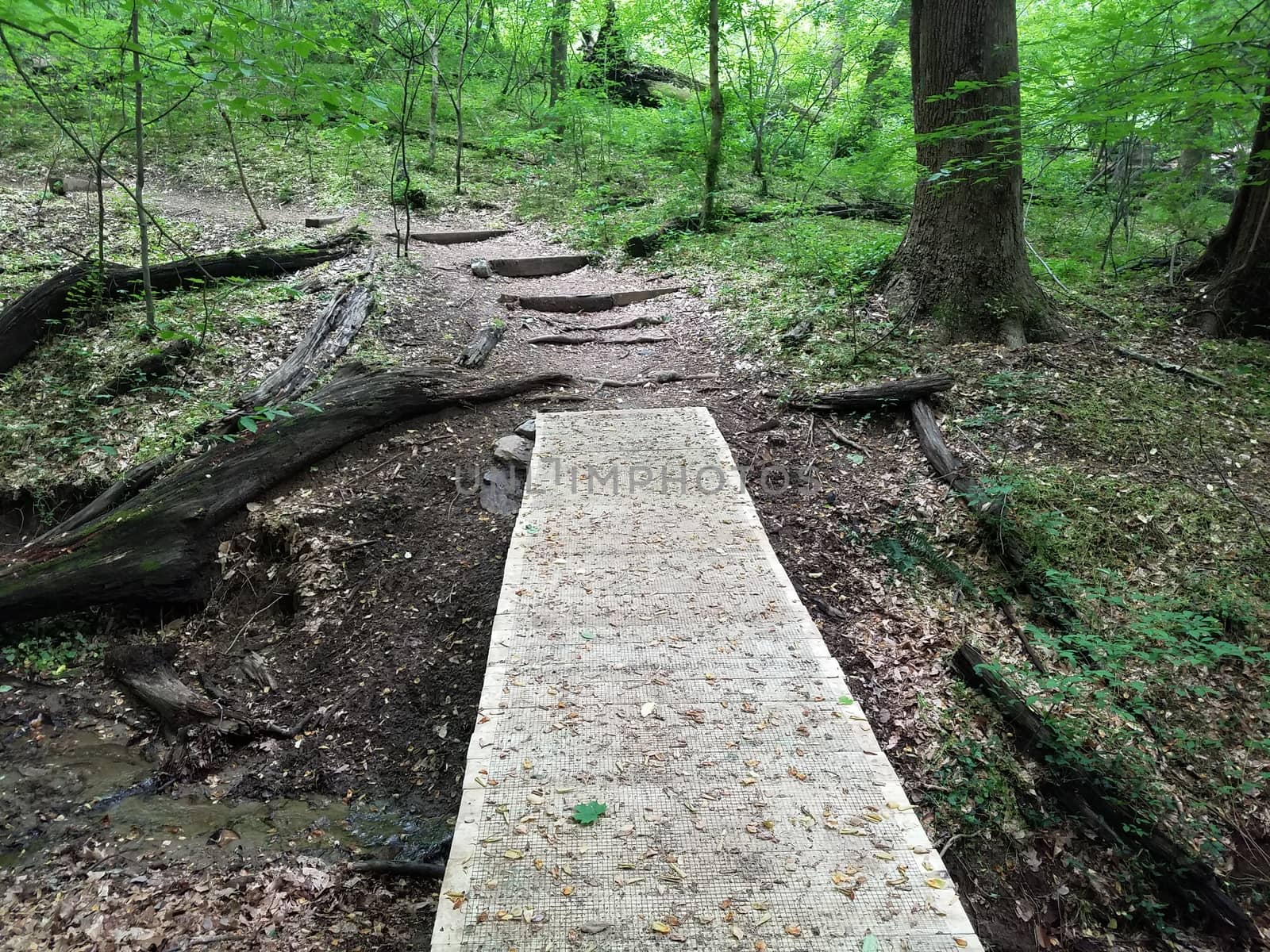 boardwalk trail or path with a mesh for traction in the forest or woods with trees and stream with a mesh for traction