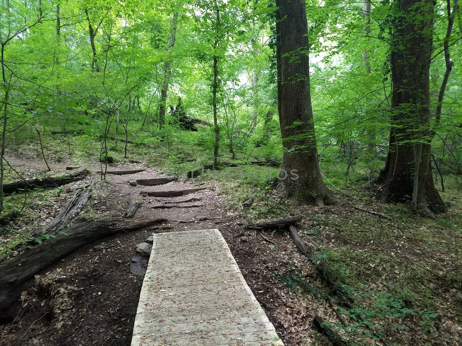 boardwalk trail or path with mesh for traction in the forest or woods by stockphotofan1