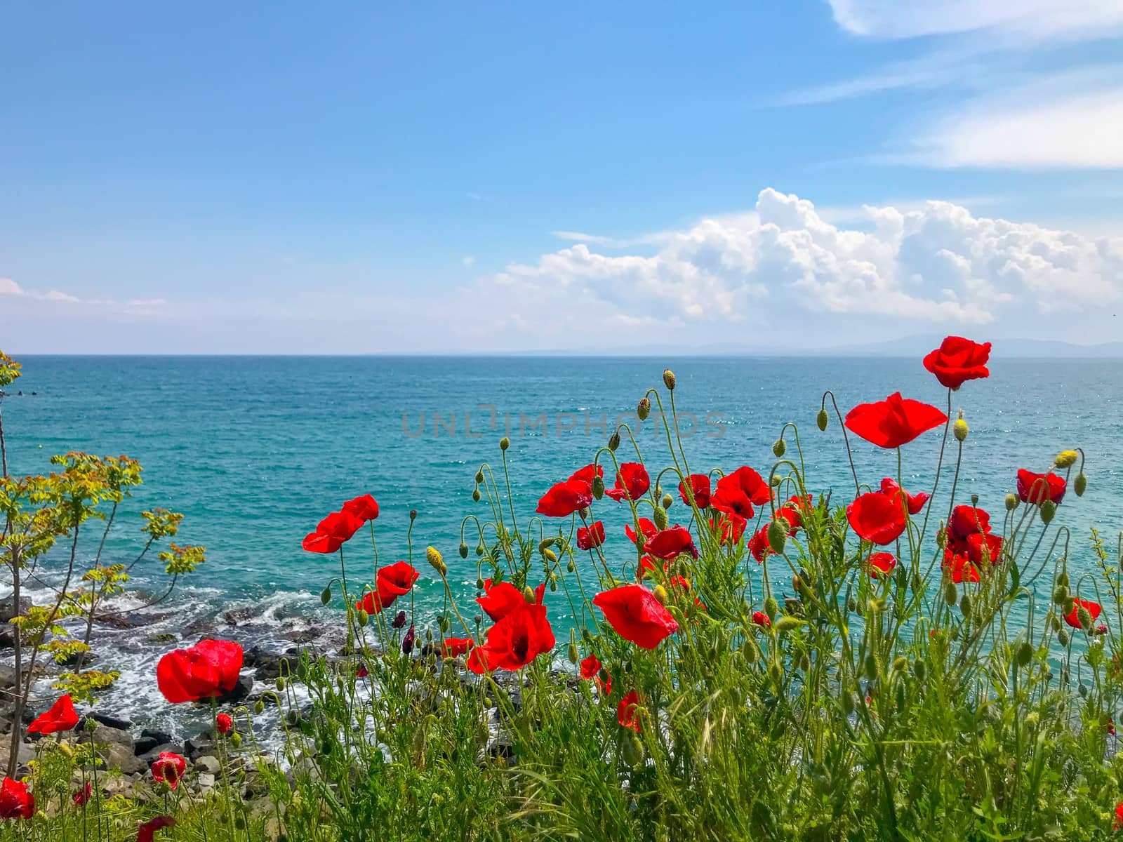 Red Poppies Flowering In Pomorie, Bulgaria. by nenovbrothers