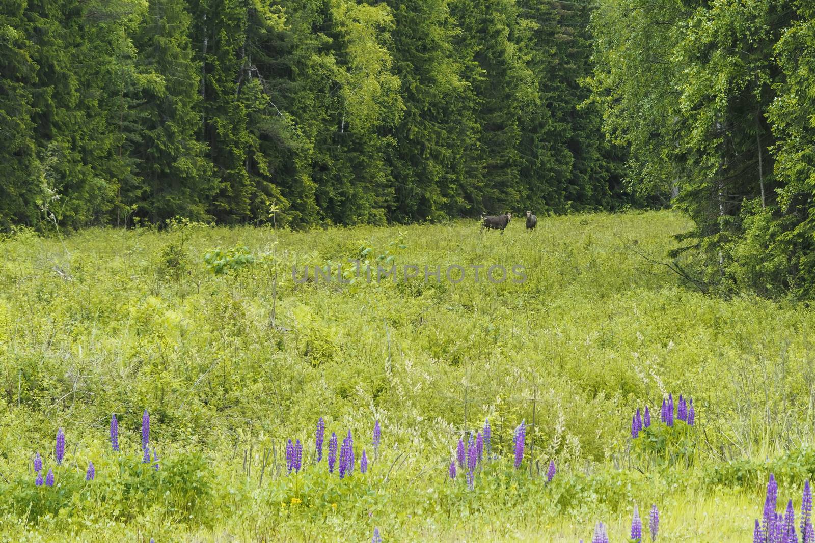 Elk family in a forest glade.