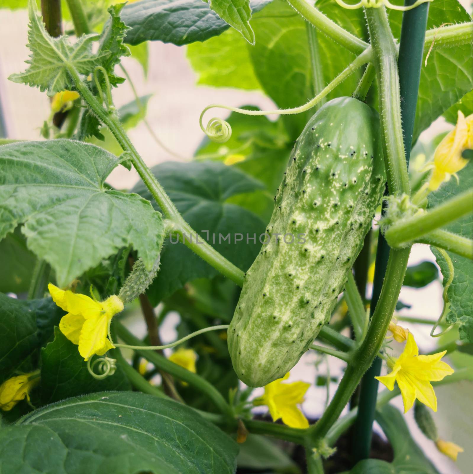 Green cucumber grows on the bed in the greenhouse.