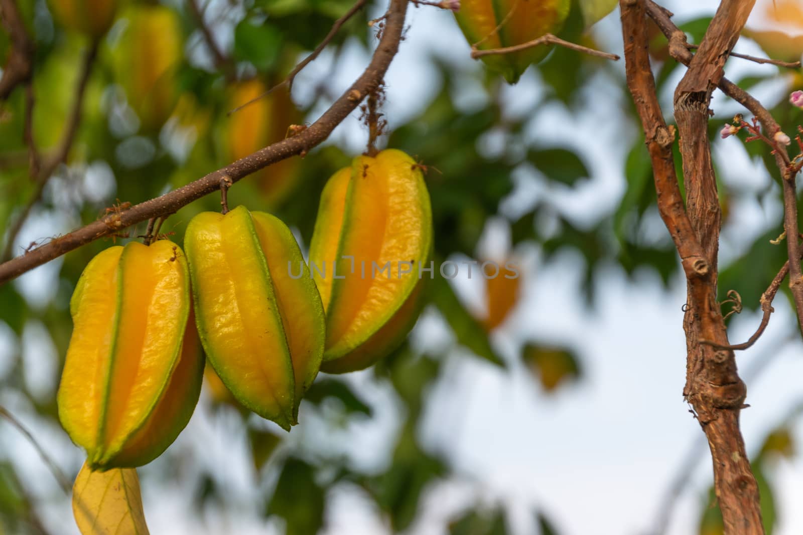 Star Fruit,Star apple, Carambola, Averrhoa carambola, Fruit in T by Banglade
