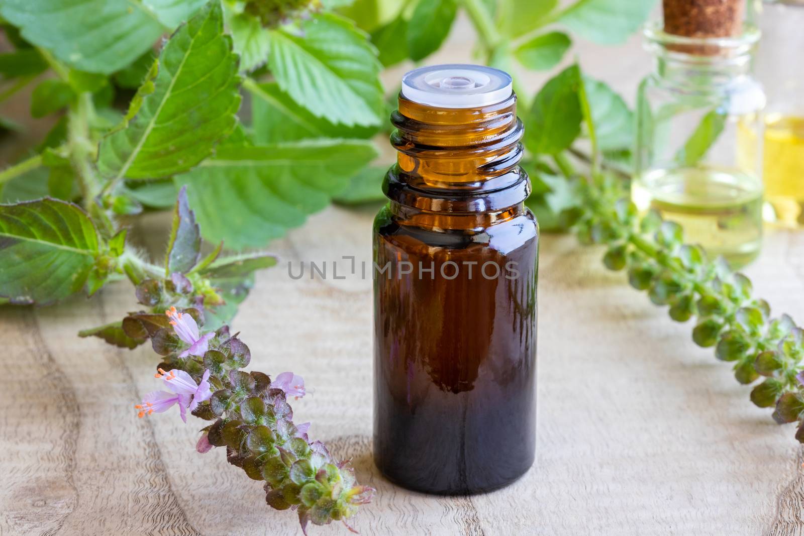A bottle of tulsi essential oil with fresh tulsi, or holy basil  by madeleine_steinbach
