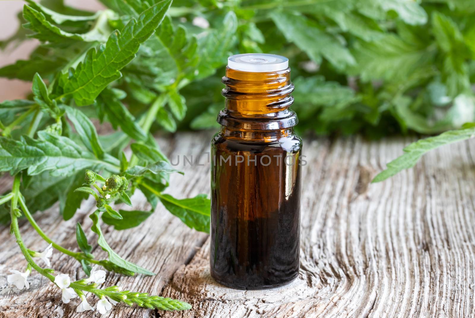 A bottle of vervain essential oil with blooming verbena officina by madeleine_steinbach