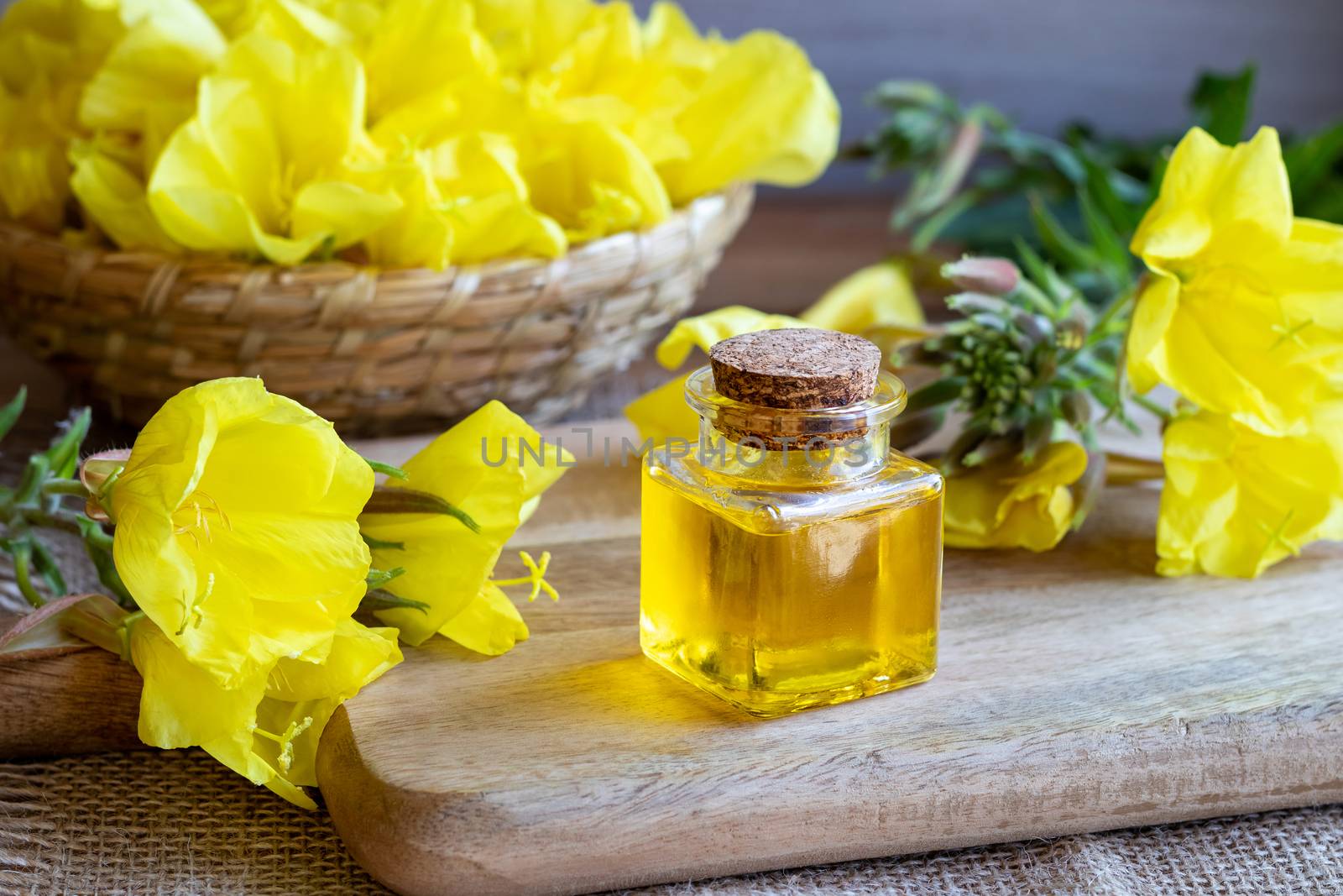 A bottle of evening primrose oil and fresh blooming plant 