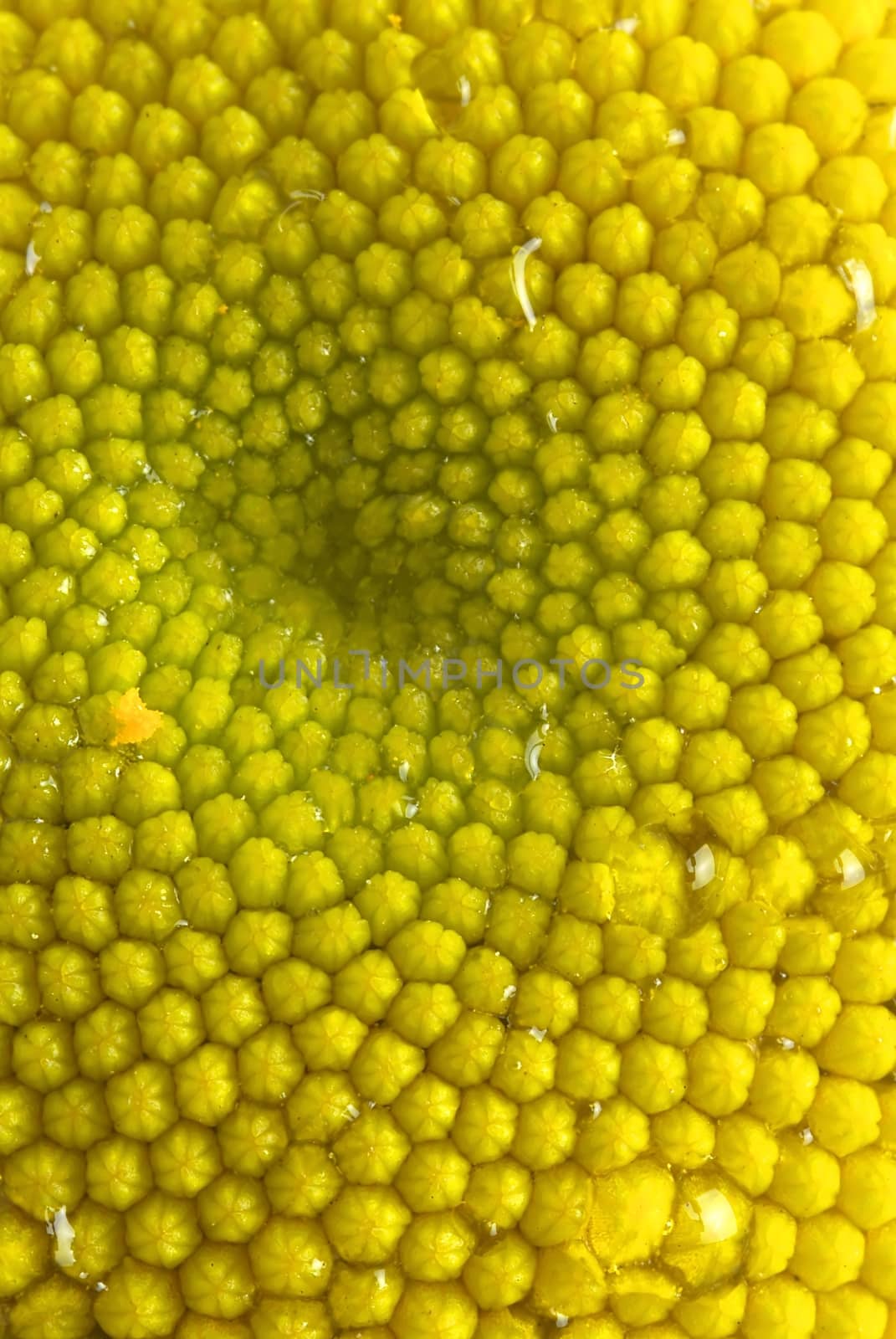 Blooming colored flower buds. Close up, macro. With neutral background.