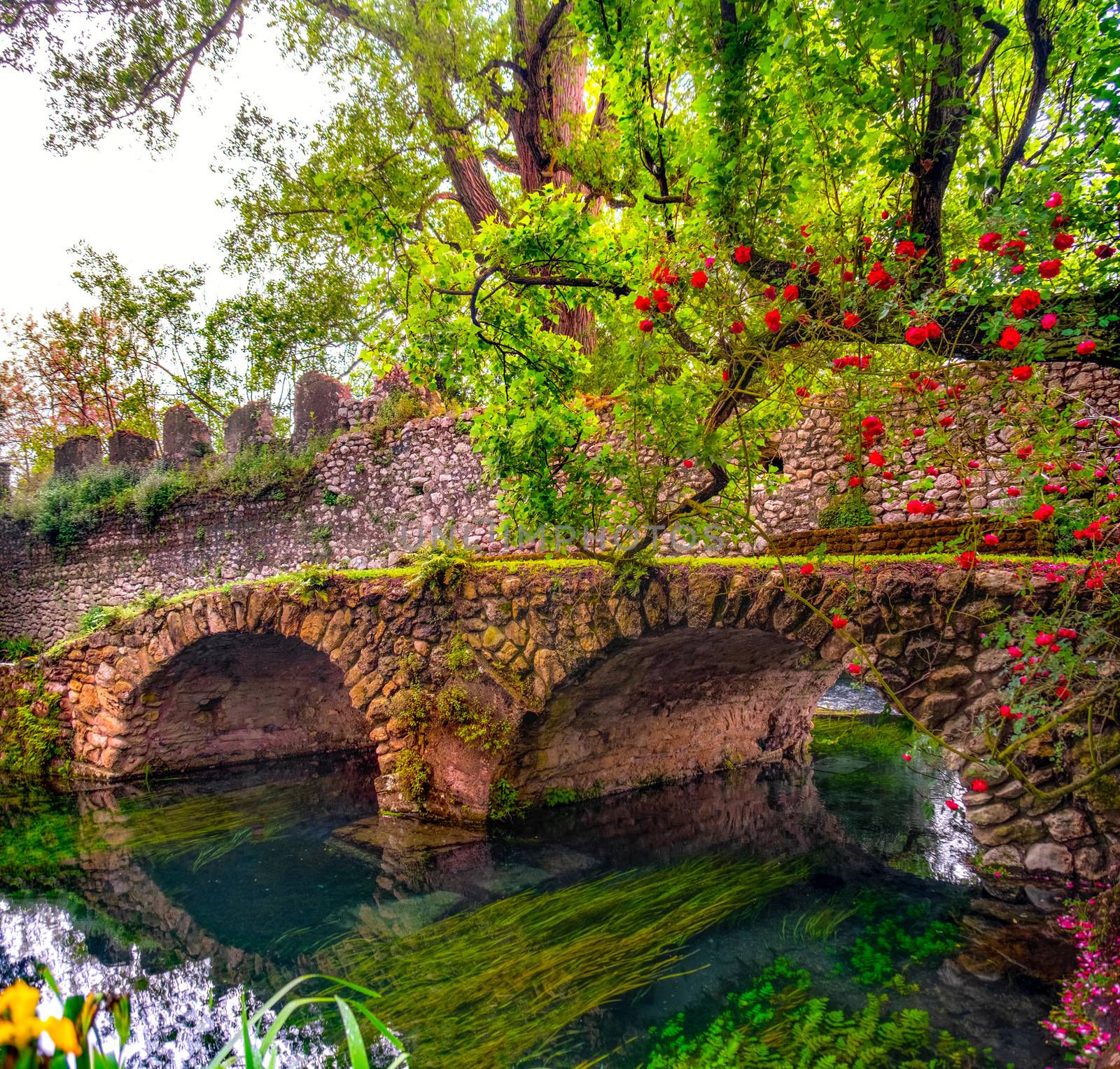 medieval stone bridge in eden colourful garden vibrant with roses and river .