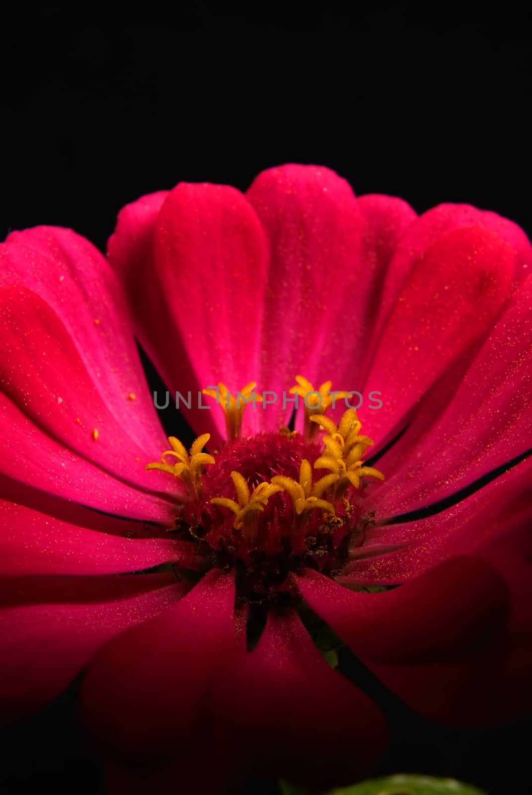 Blooming colored flower buds. Close up, macro. With neutral background.