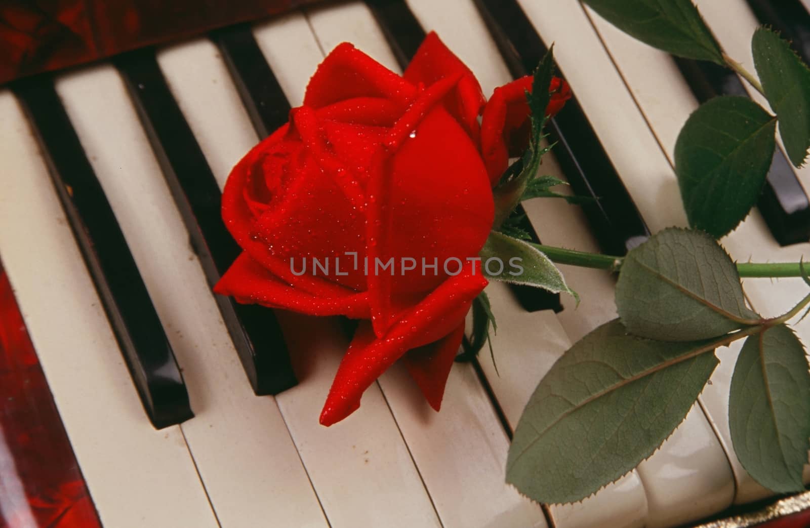Blooming colored flower buds. Close up, macro. With neutral piano background.