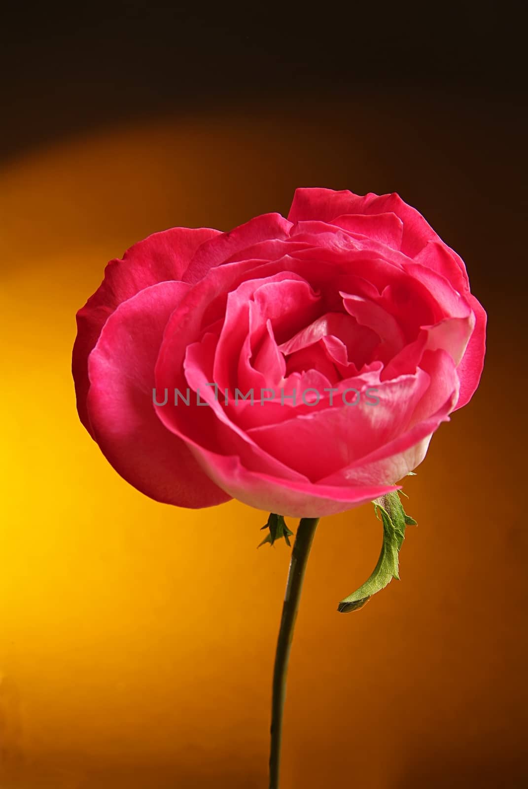 Blooming colored flower buds. Close up, macro. With neutral background.