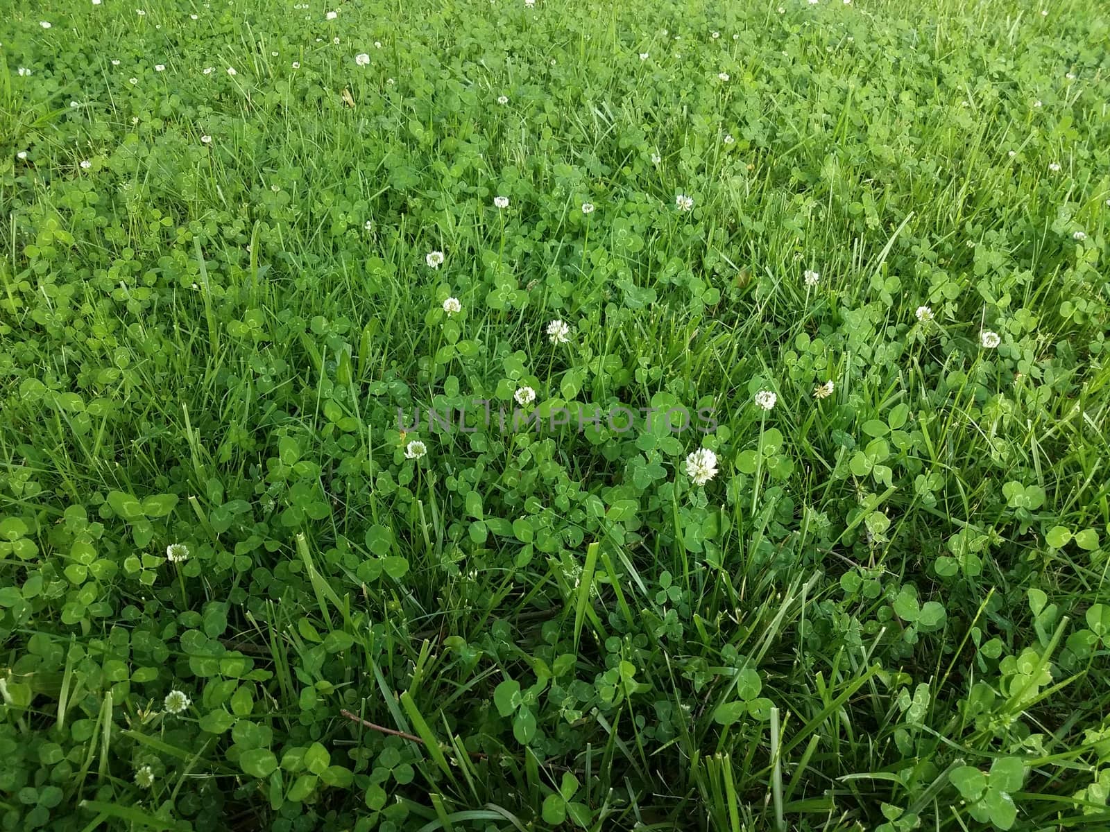 clover weeds and green grass in the lawn or yard