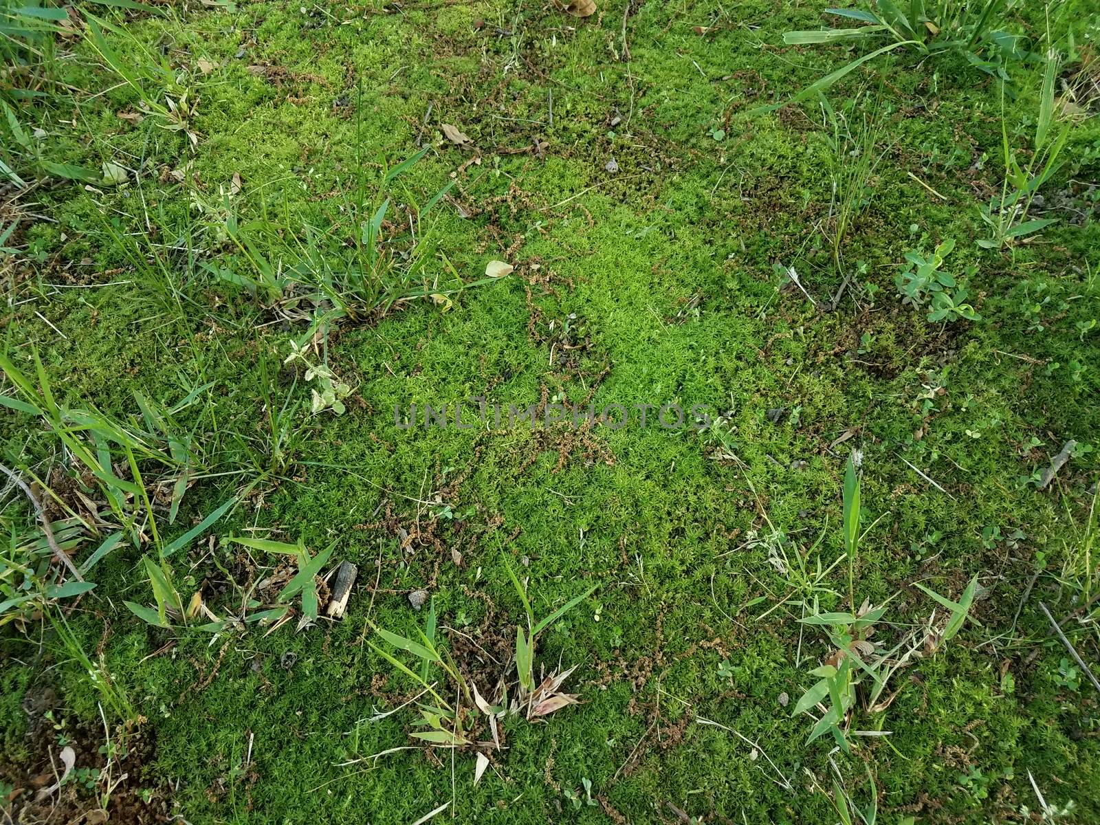 green moss and grass and weeds in yard or lawn outdoor