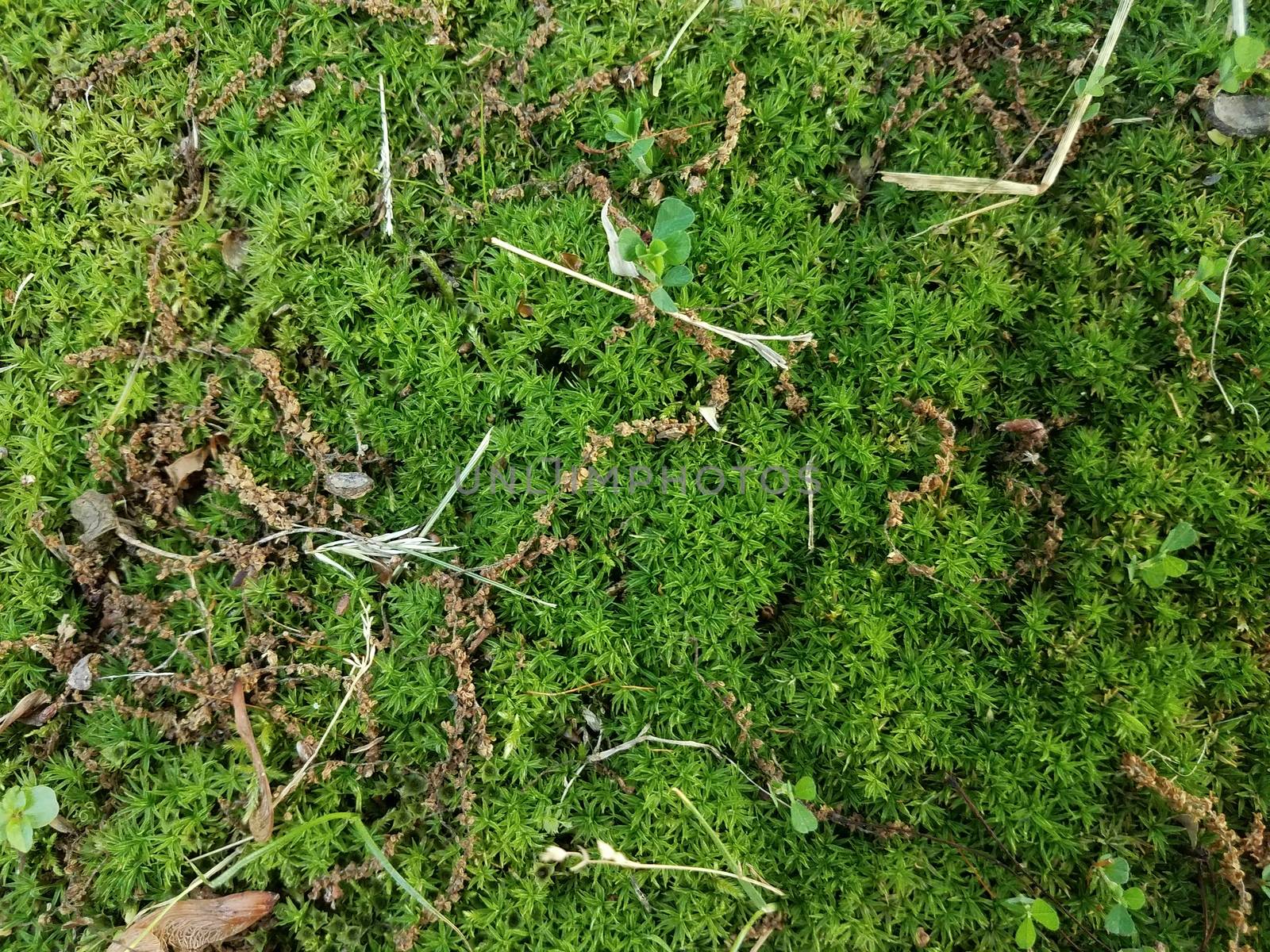green moss and grass and weeds on ground outdoor by stockphotofan1