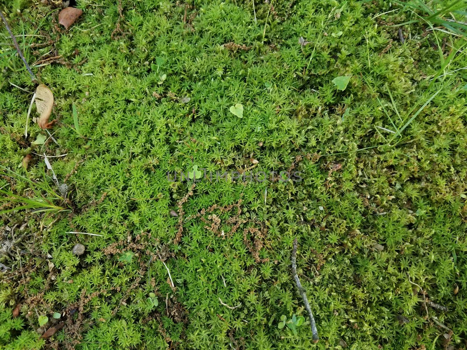 green moss and grass and weeds on ground outdoor by stockphotofan1