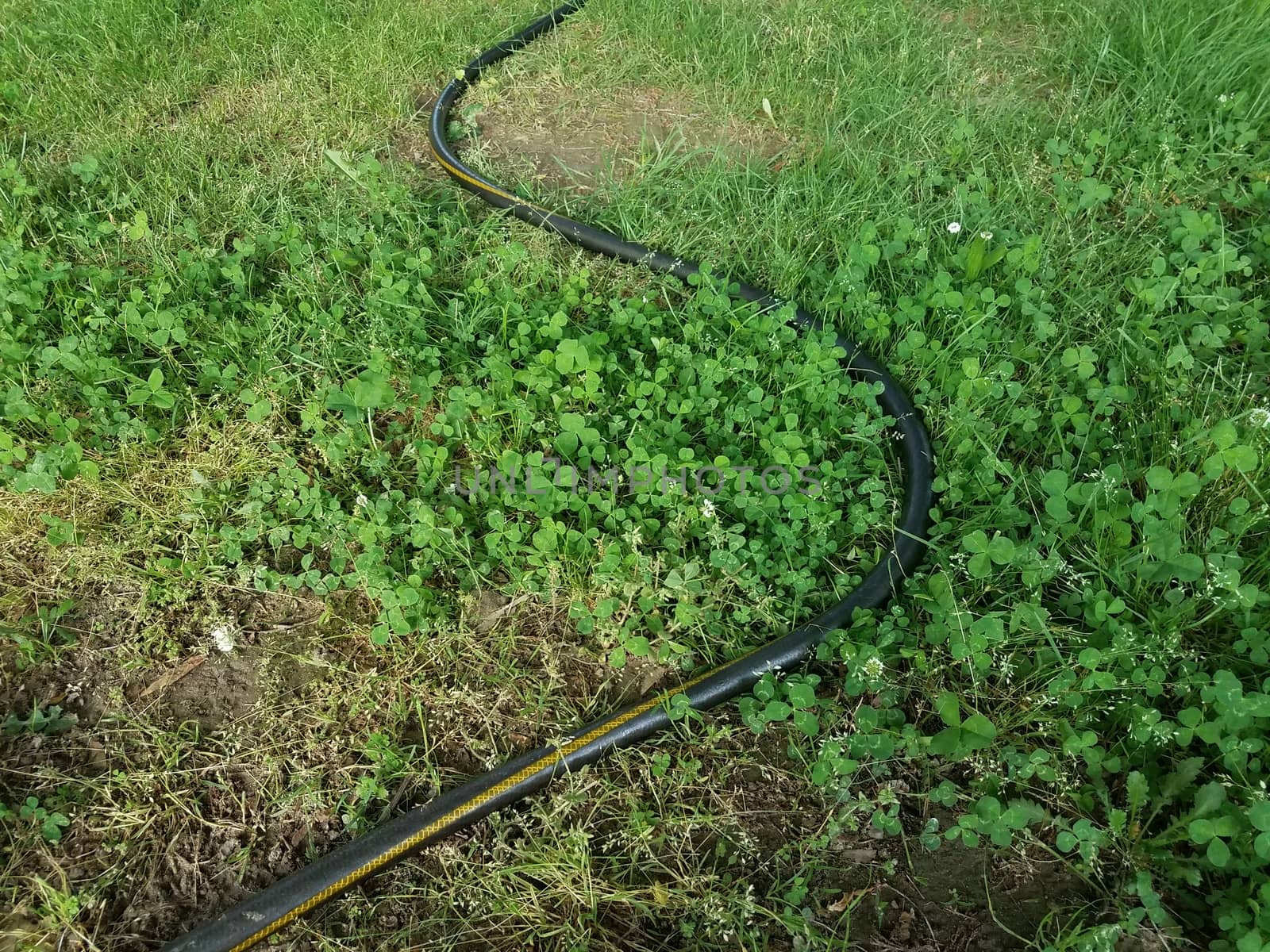 curved black garden hose on green grass or lawn by stockphotofan1