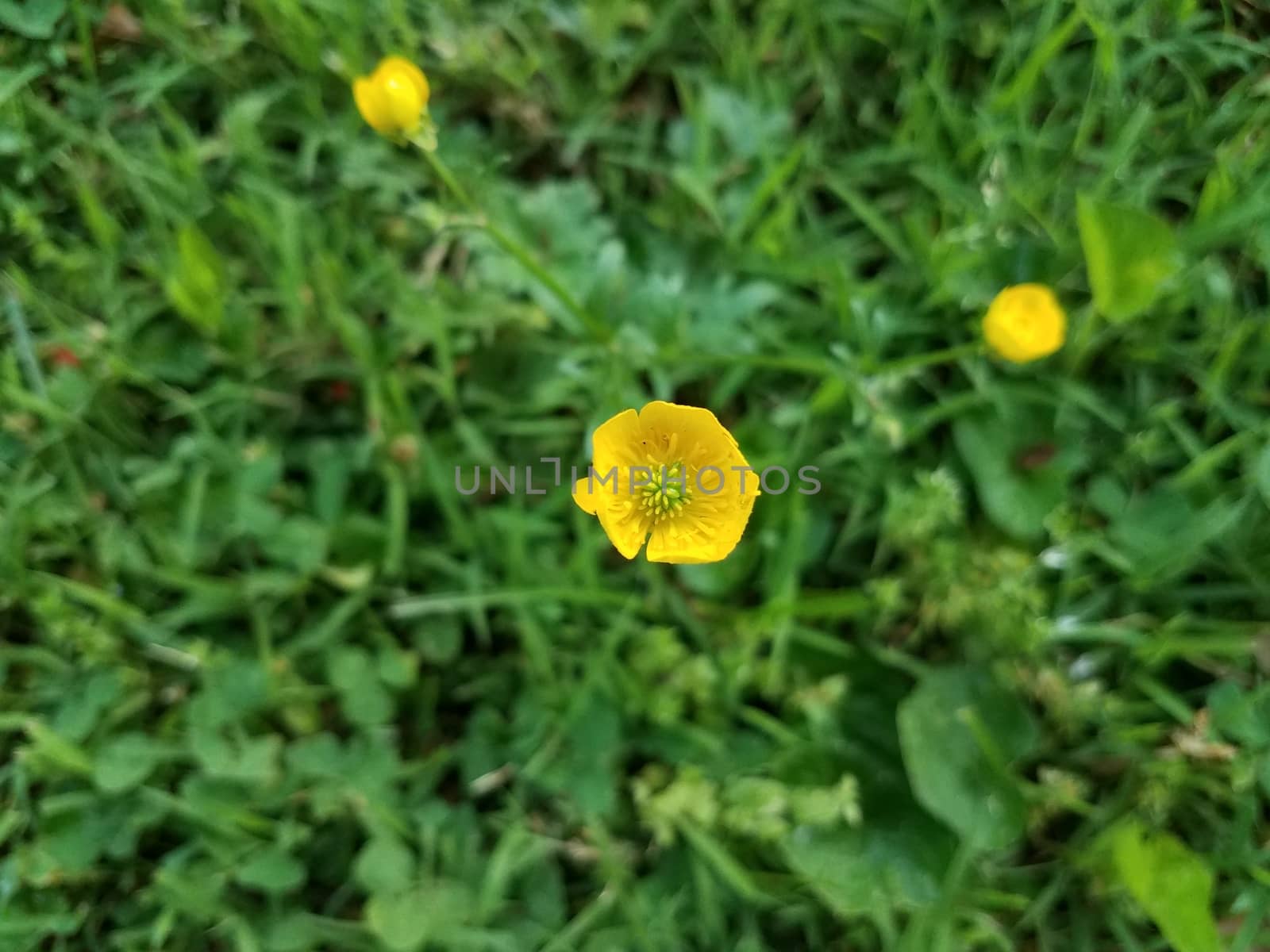 green plant or weed with yellow flower in grass or lawn or yard