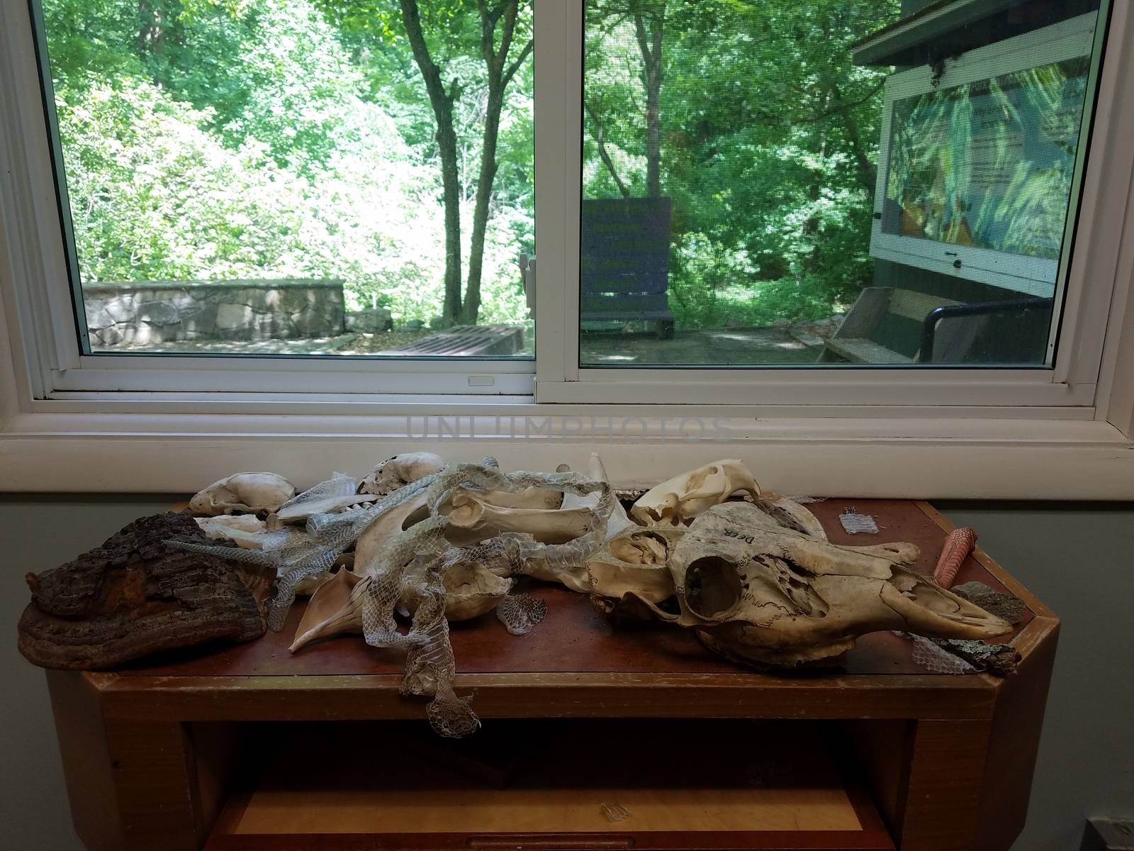deer skull and snake skin on wood table near window