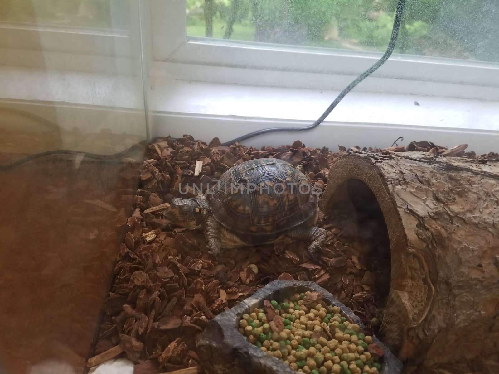 turtle with shell in aquarium or cage with log and food