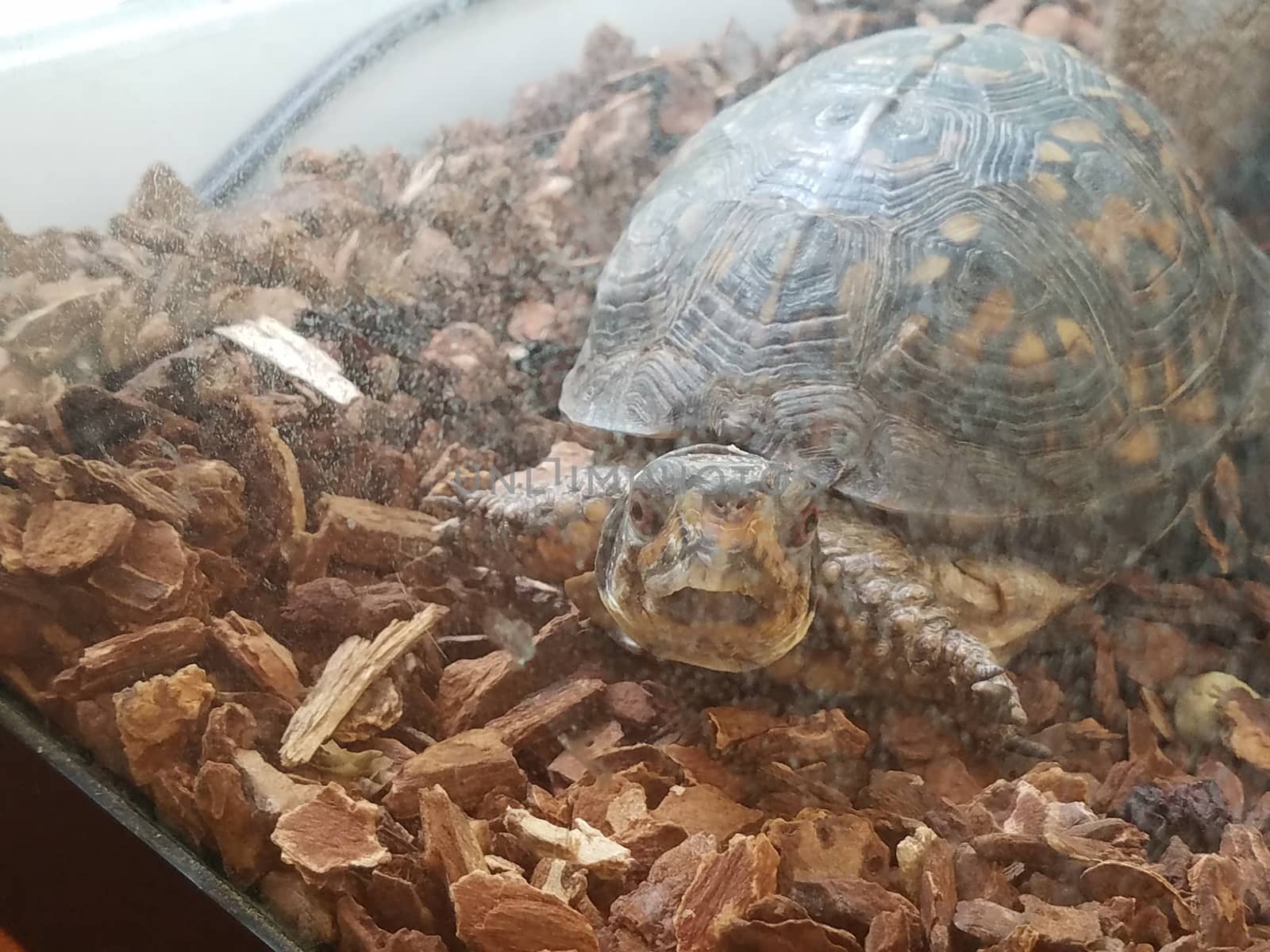 turtle with shell in aquarium with dirty glass and wood chips