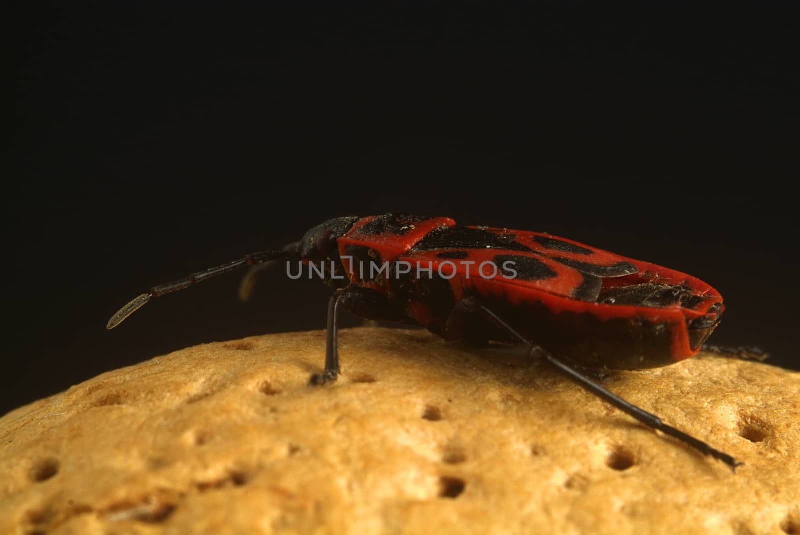 Walnut with a ladybug on it, close up on black background