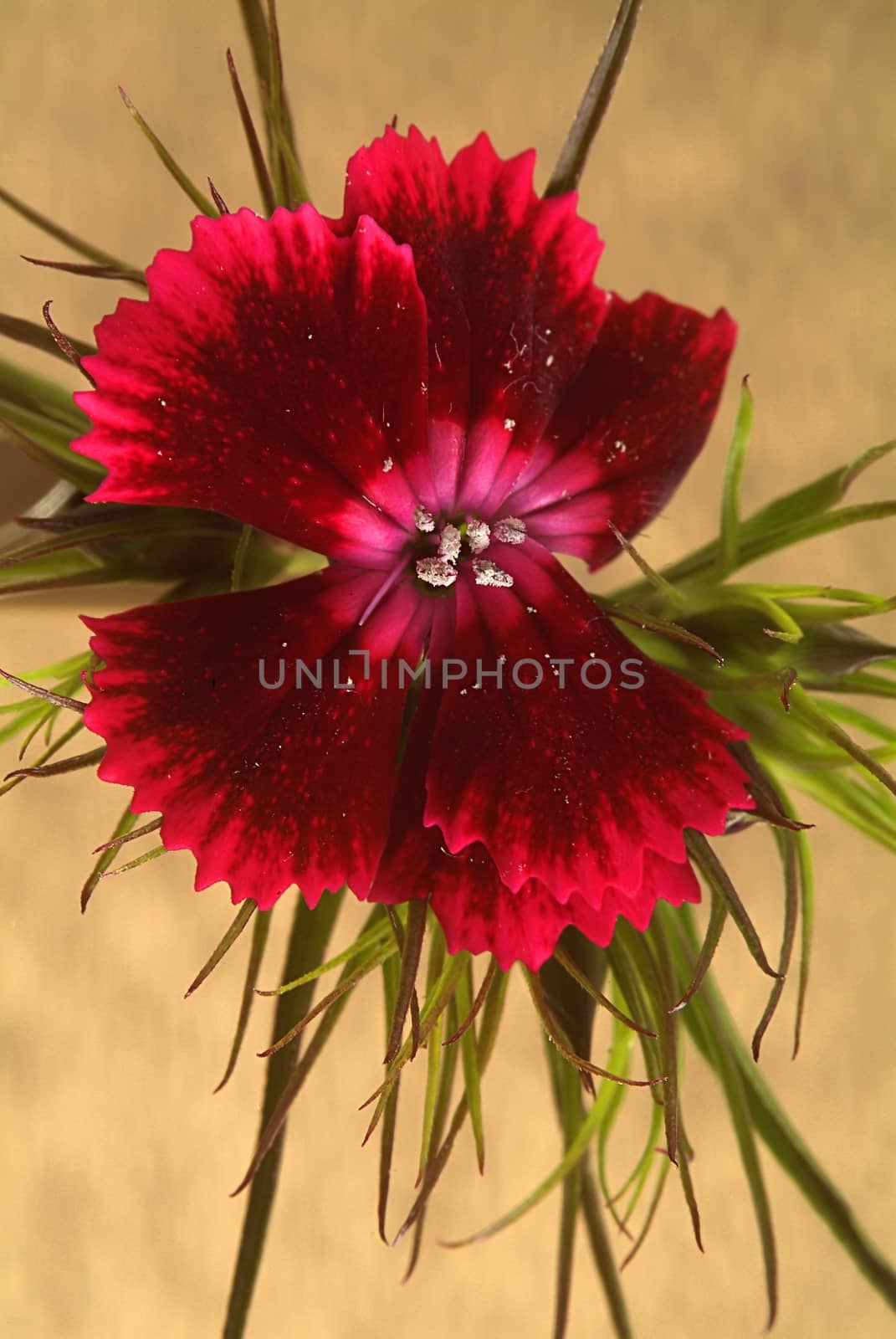 Blooming colored flower buds. Close up, macro. With neutral background.