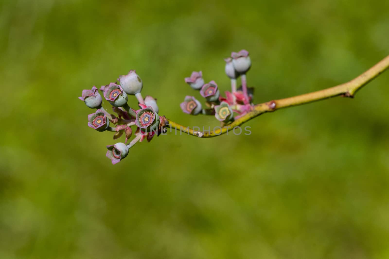 Colorful blueberry buds have just lost their flowers and the fruit is growing.