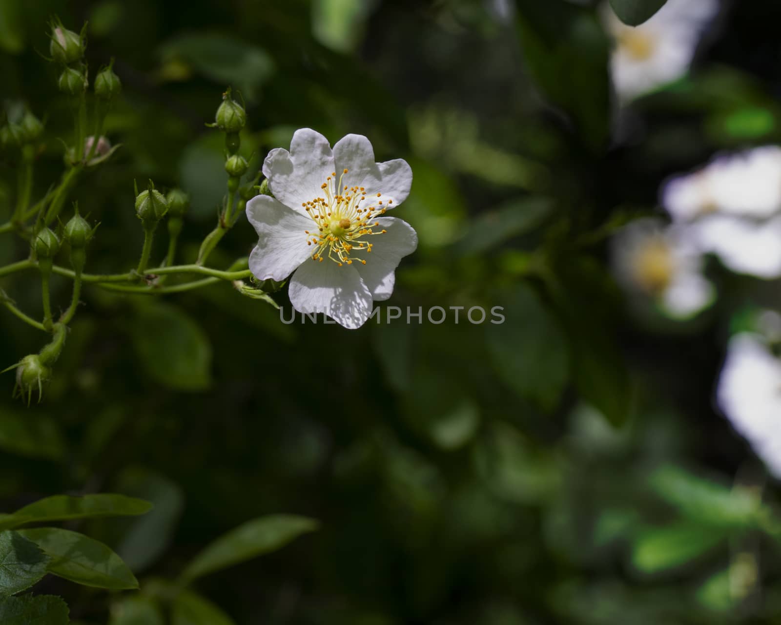 Delicate Blackberry Bloom Shines by CharlieFloyd