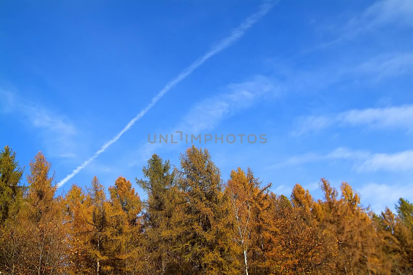 Colorful trees and blue sky in the autumn park by romeocharly