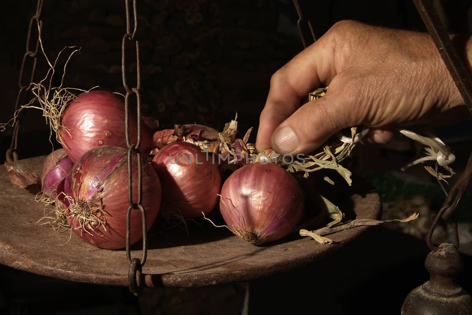 Bunches of onions hanging from the ceiling in a barn with dark background.