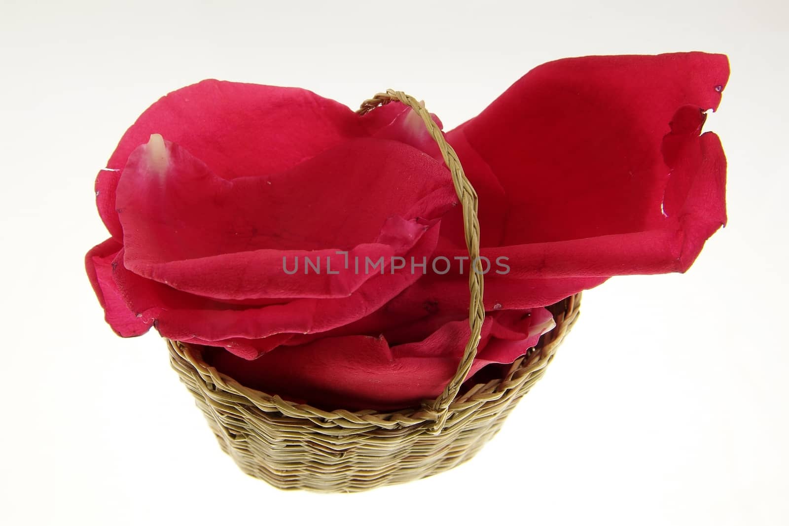 Blooming colored flower buds. Close up, macro. With neutral background.