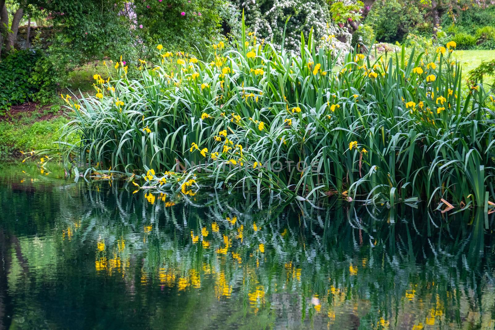 grass and flower reflections on water on river shore impressionist garden pond horizontal background .