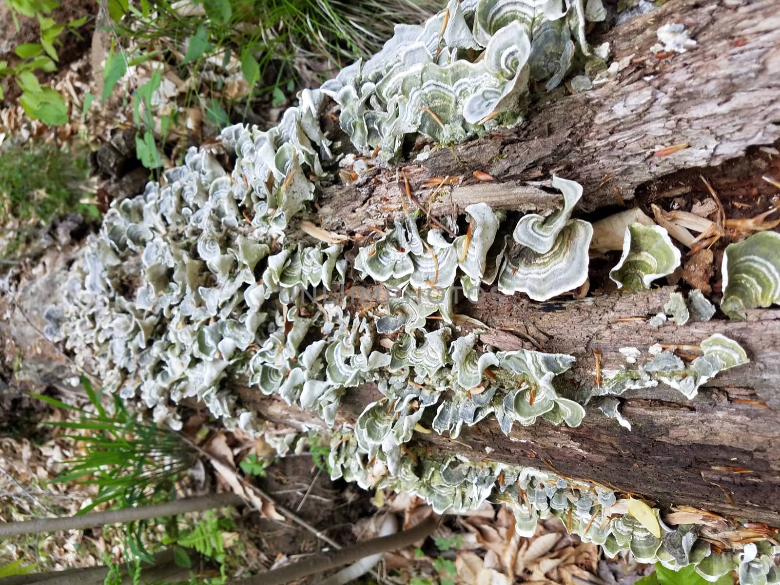 green and grey fungus or mushroom on rotting log by stockphotofan1