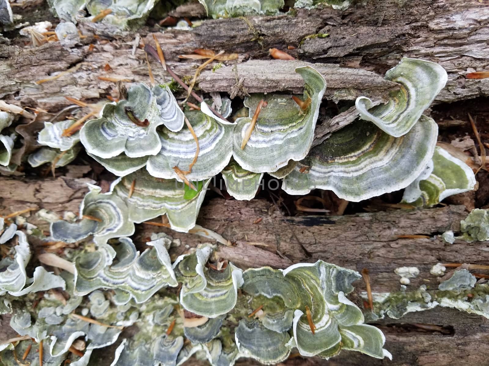 green and grey fungus or mushroom on rotting log by stockphotofan1