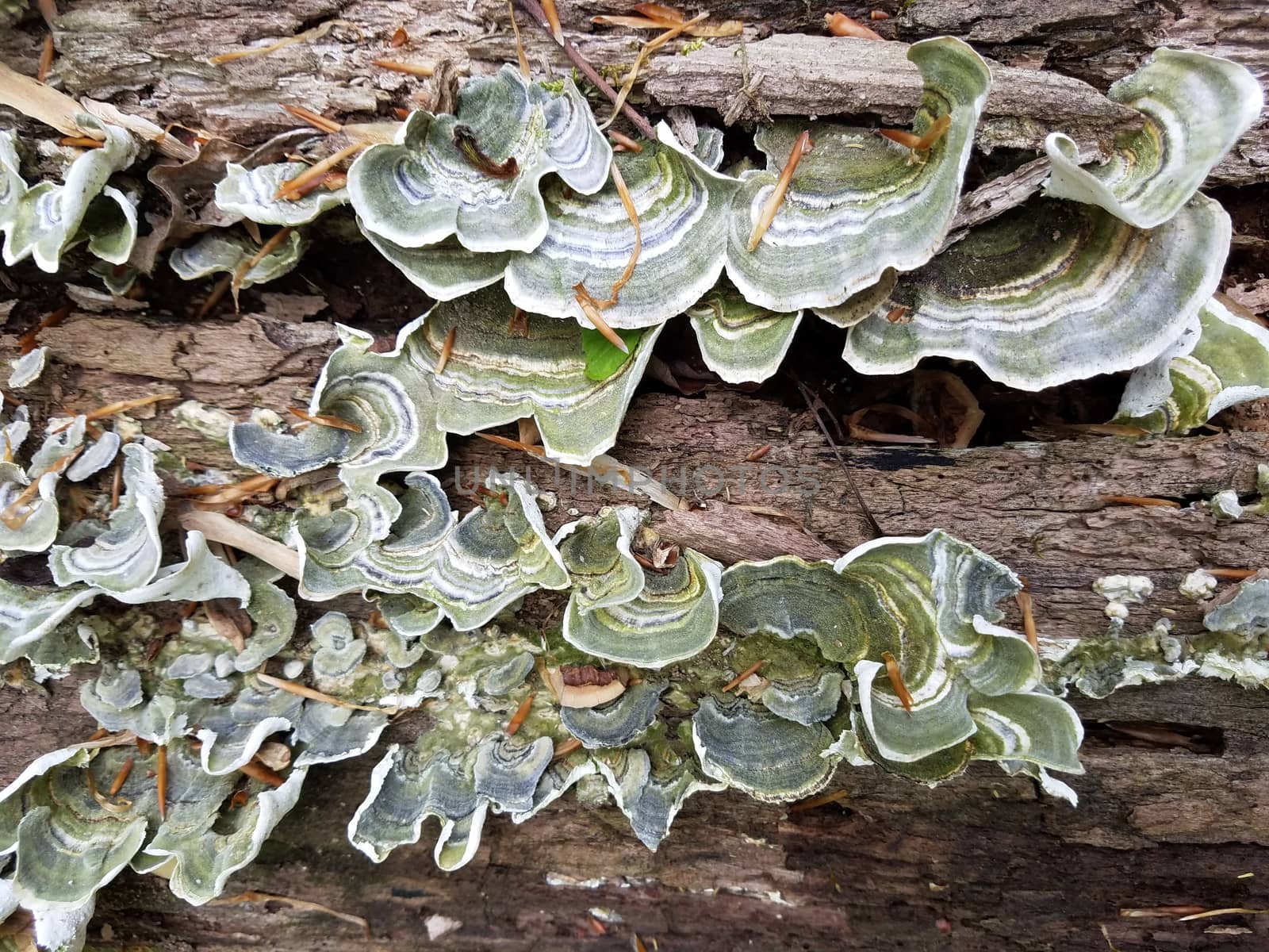 green and grey fungus or mushroom on rotting log by stockphotofan1