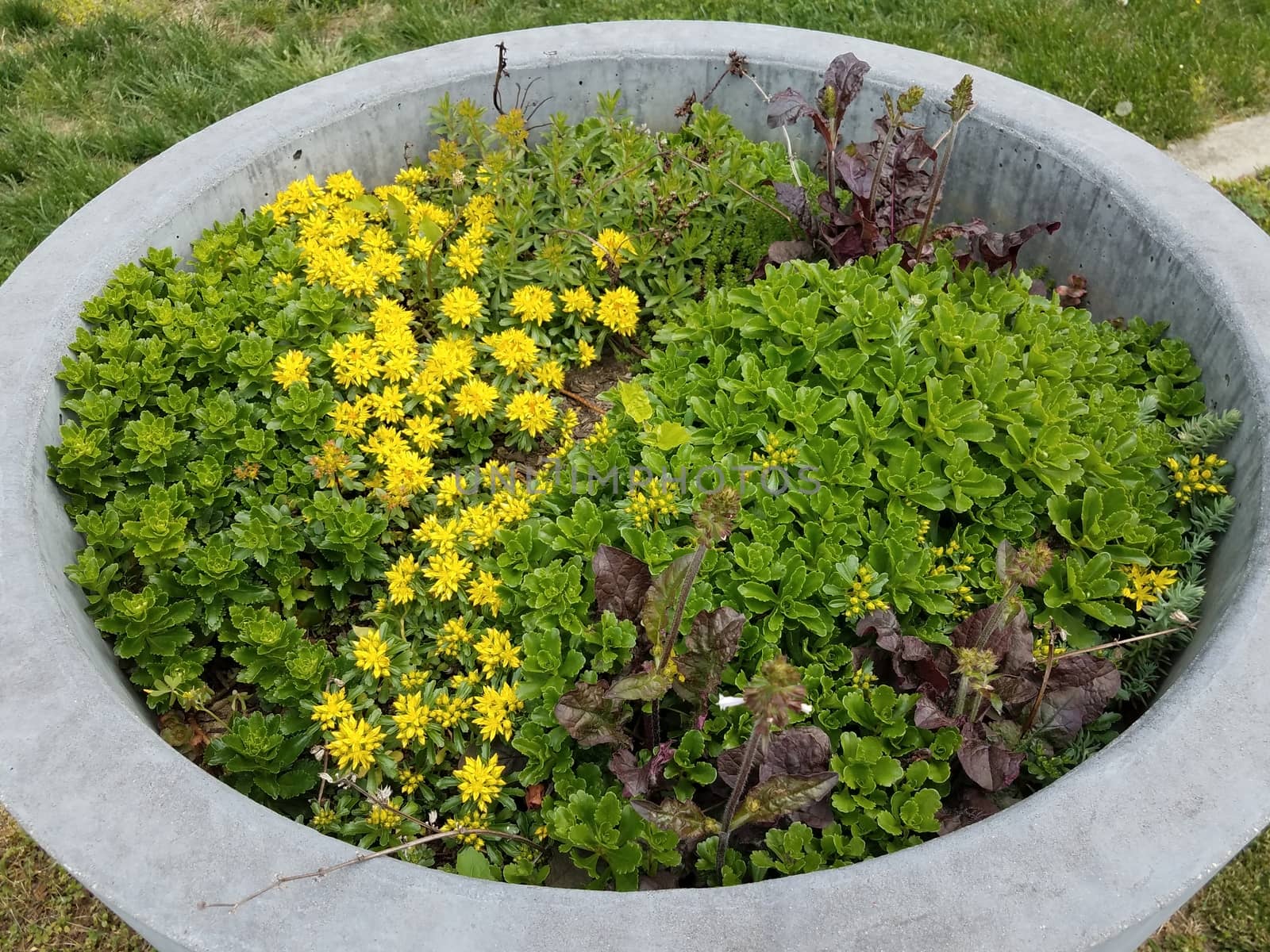plant with green leaves and yellow flowers in cement flower pot or container