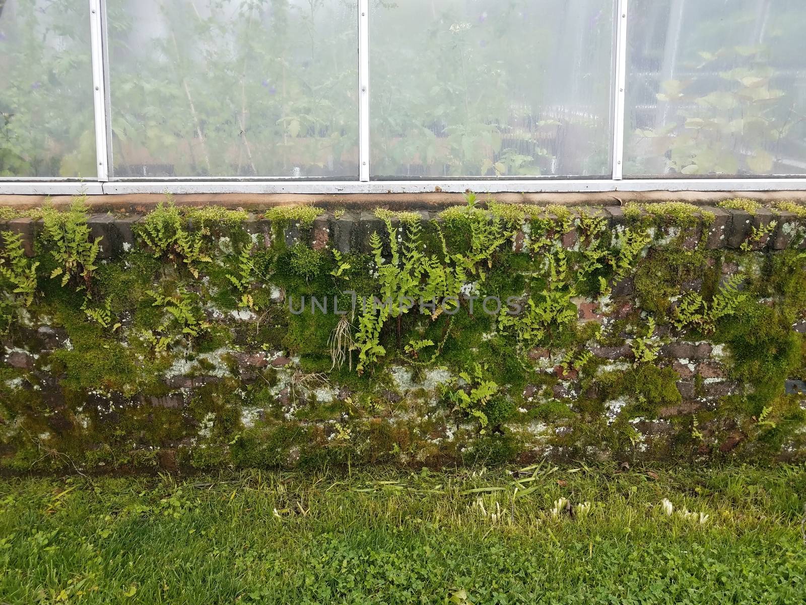 plant greenhouse with brick wall with moss and ferns by stockphotofan1