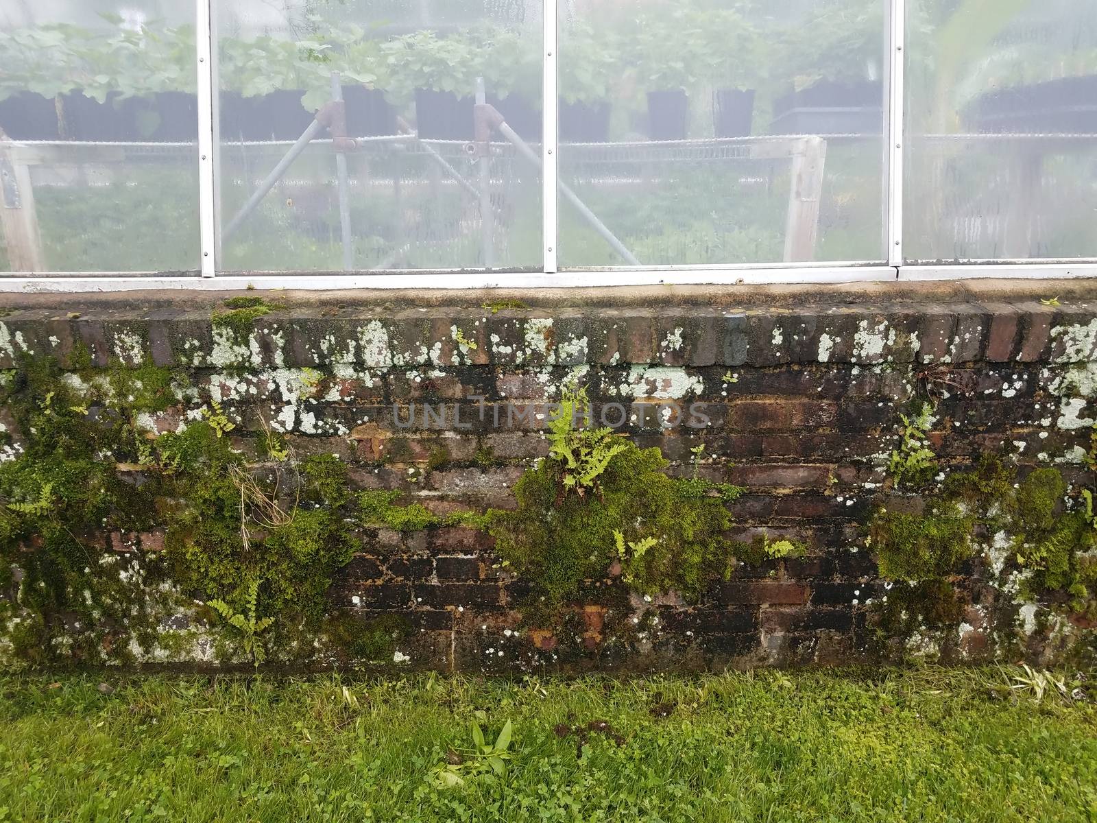 plant greenhouse with brick wall with moss and ferns by stockphotofan1