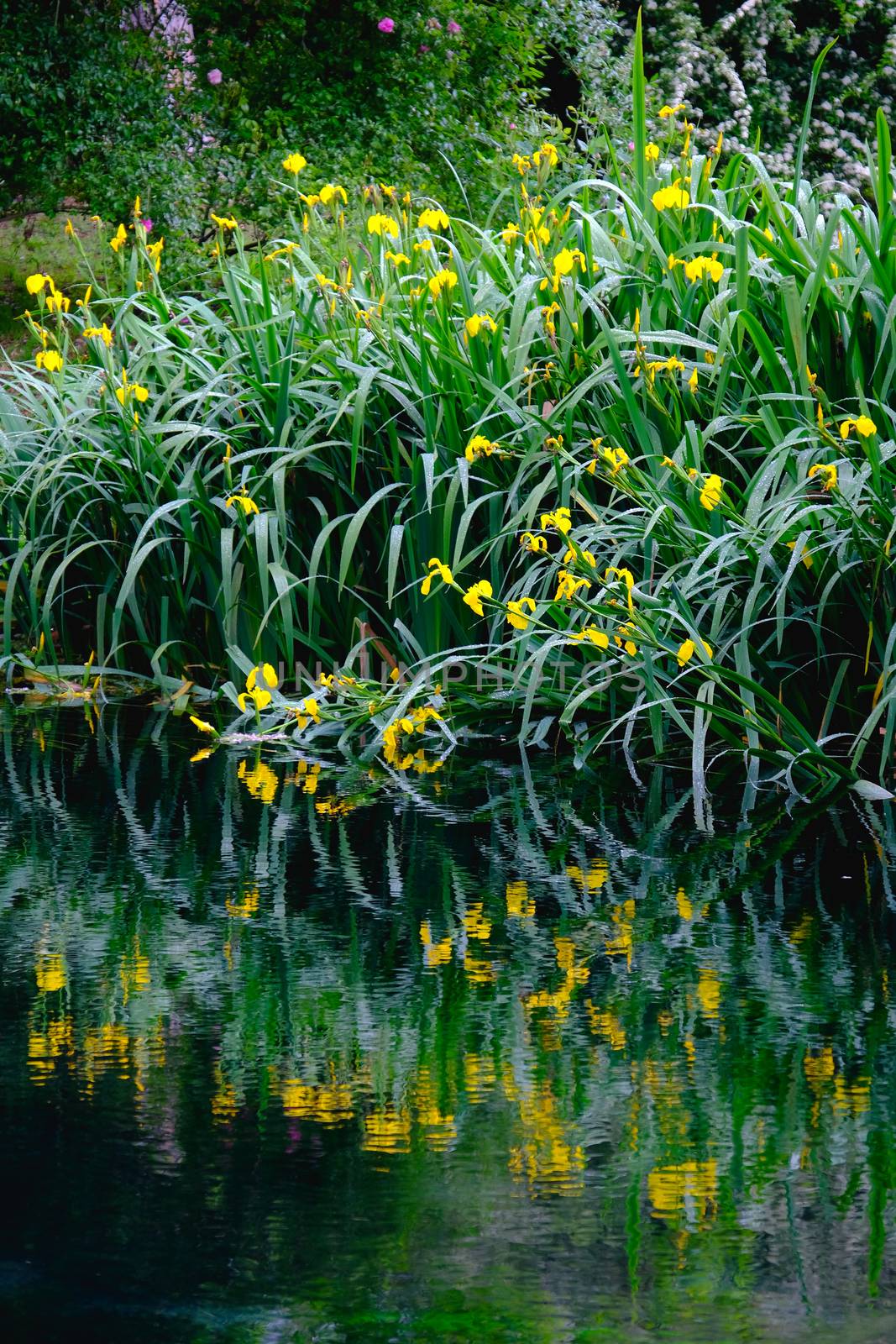 vertical flower reflections on water river shore impressionist garden pond grass .