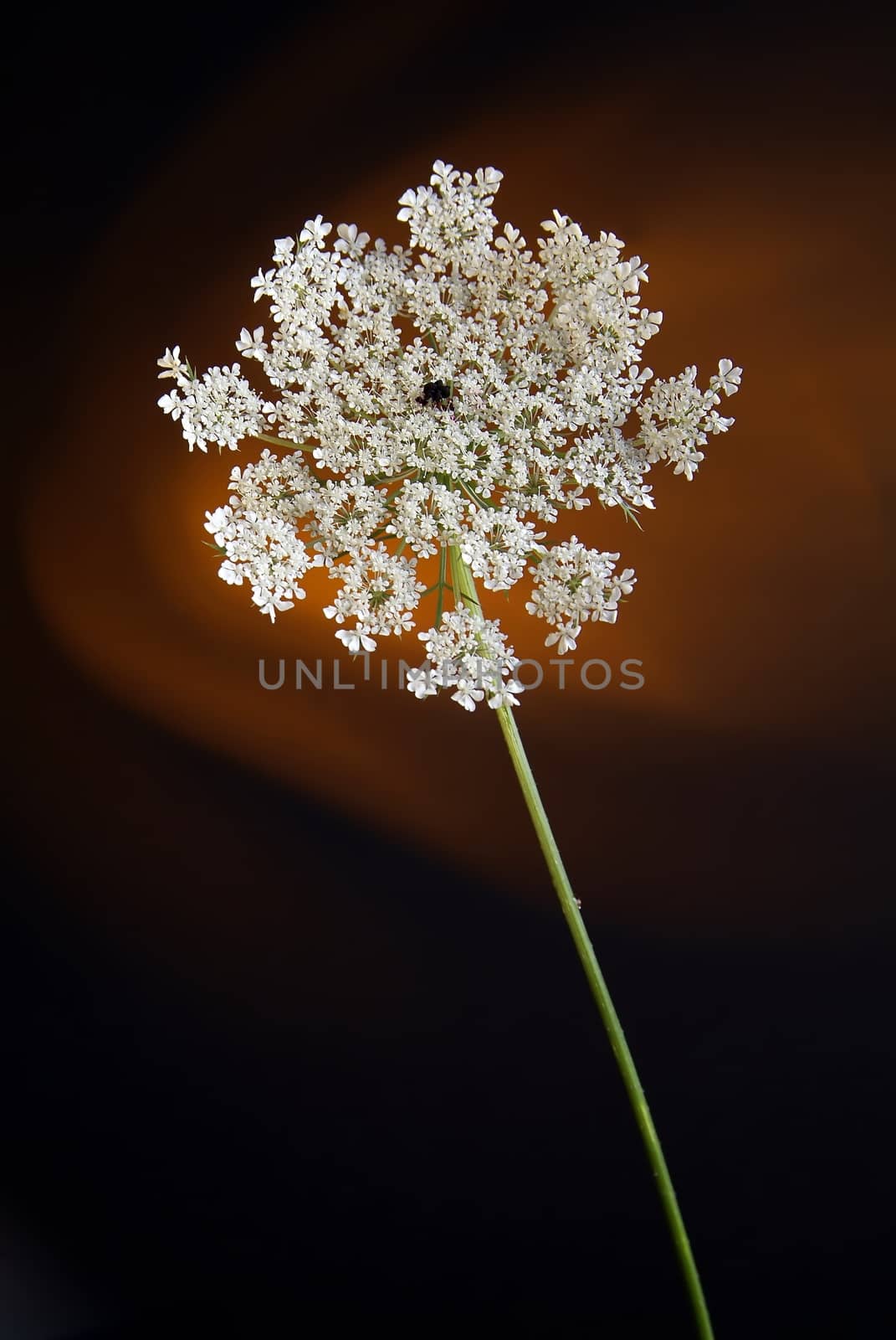 Blooming white flower buds. Close up, macro. by romeocharly