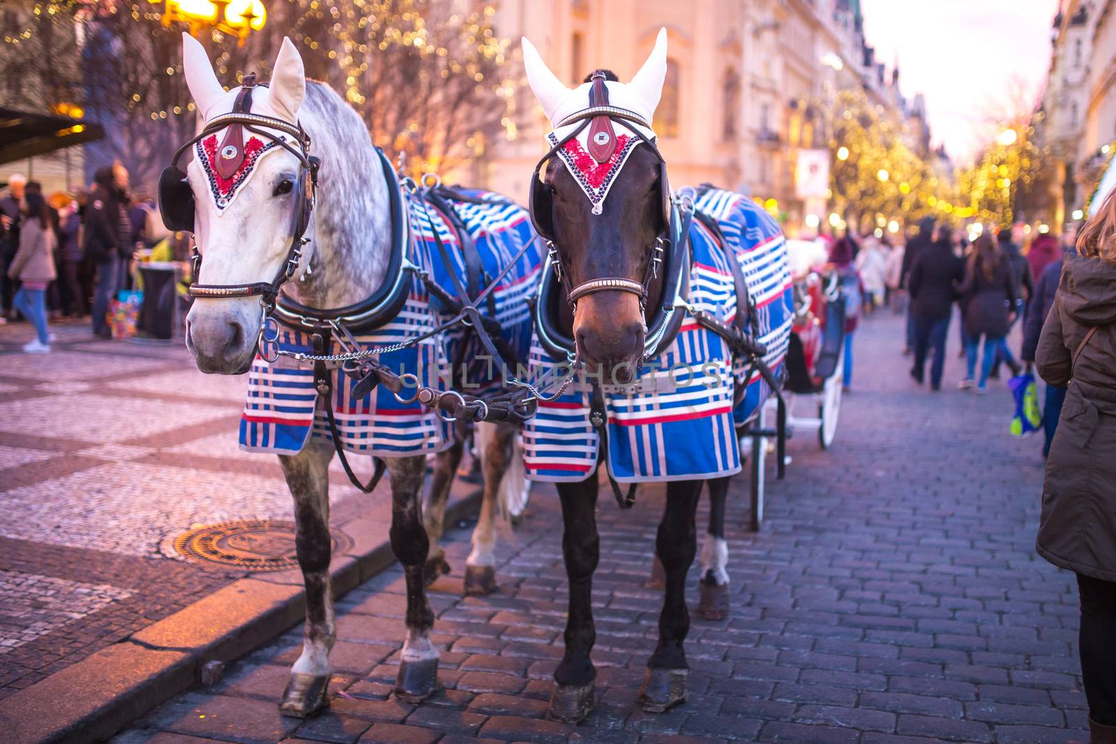 Christmas decor on horse blinders in the center of Prague