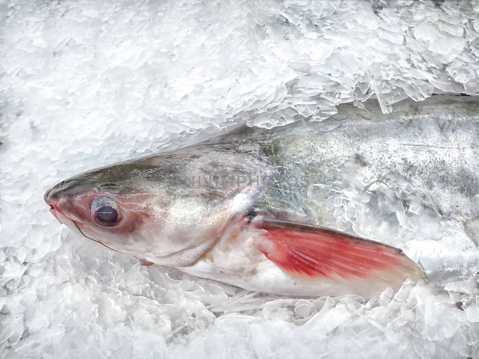 Striped Catfish Kept Fresh with Ice in the Market