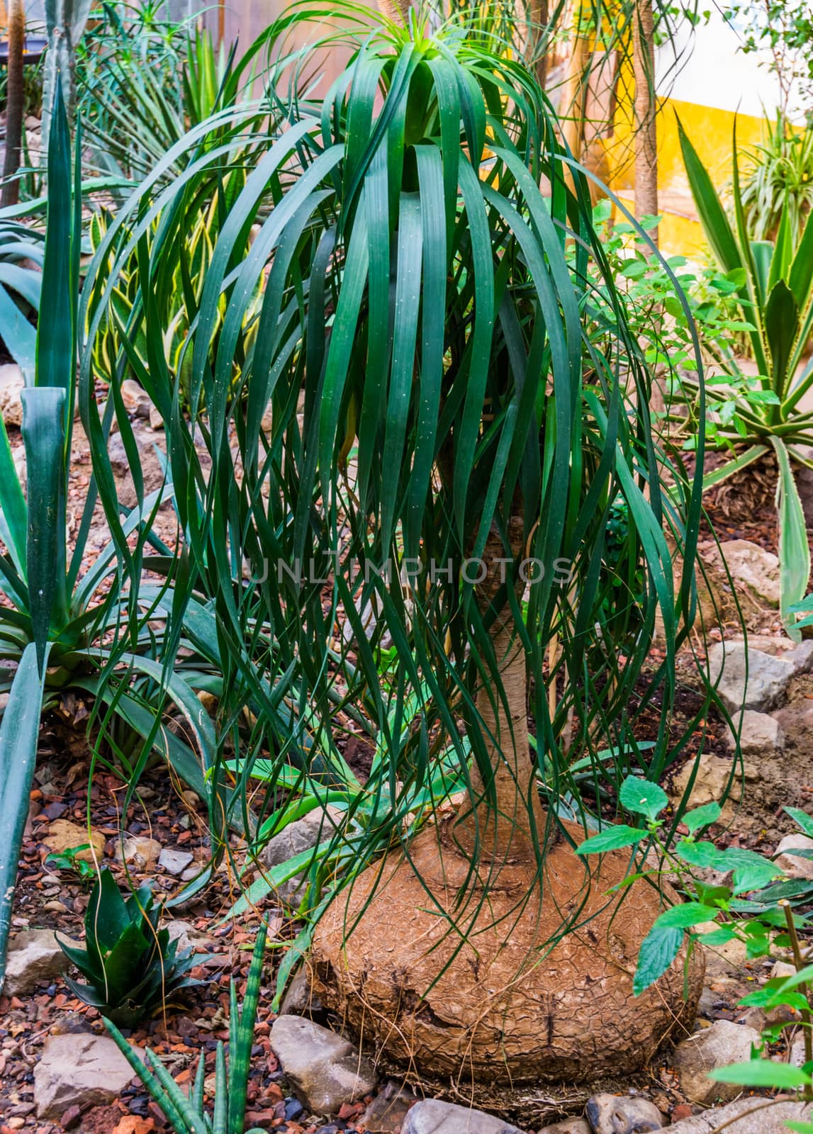 young elephants foot plant in a tropical garden, popular garden and houseplant, ornamental trees