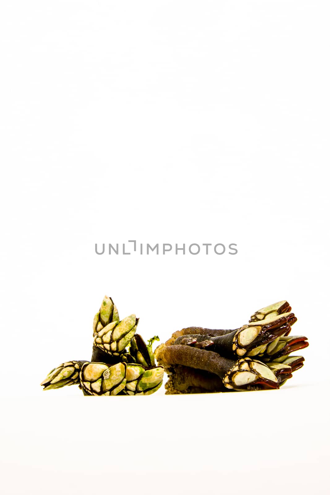Group of barnacles seafood on a white background