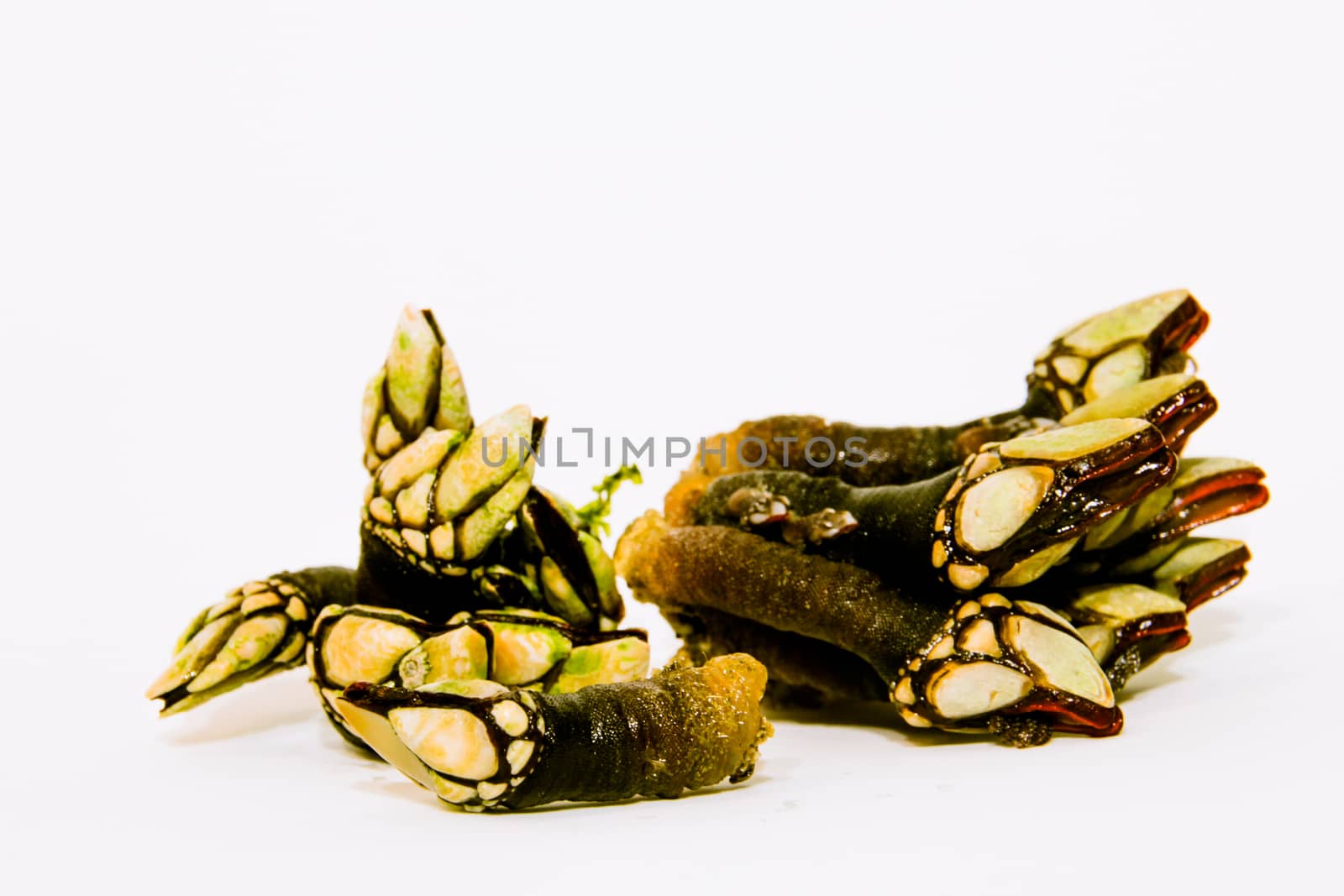 Group of barnacles seafood on a white background